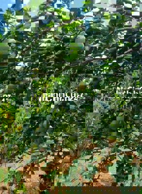 Chính chủ bán gấp 3 lô đất nền  GIÁ CHỈ 499 triệu/ lô Định Quán