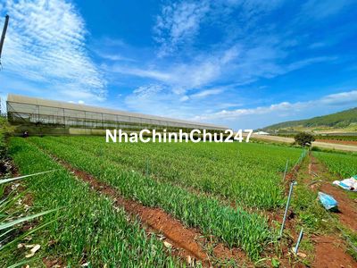 CHÍNH CHỦ CẦN BÁN LÔ ĐẤT ĐẠ RÒN - NGANG 31m SÂU 81m - SÁT NOVAWORLD