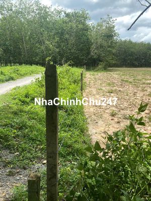 Bán đất Tây Ninh chính chủ đã tách thành 3 sổ