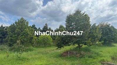 Chính chủ cần bán vườn Sầu riêng