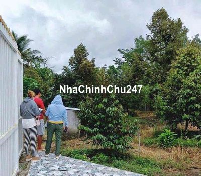 Chính chủ cần bán nhanh vườn sầu riêng 170tr không phát sinh chi phí