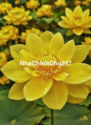 Chính chủ gửi nhà mặt ngo nông Ngô Gia Tự - cạnh Ngã ba Văn Cao