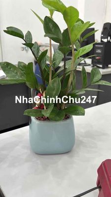 Chính chủ cần bán nha so 2/34 kim mã- sơn Tây