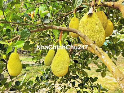 🌿 CHỦ GỬI BÁN ĐẤT VƯỜN DIỆN TÍCH RỘNG