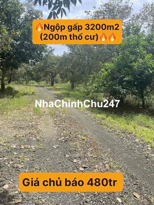 🔥CHỦ NGỘP BÁN NHANH VƯỜN ĐIỀU THỔ CƯ