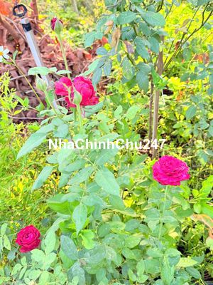 CHỦ NGỘP CẦN BÁN GẤP LÔ ĐẤT VƯỜN 1400M2 VIEW HỒ - CHỈ 770TR/SÀO