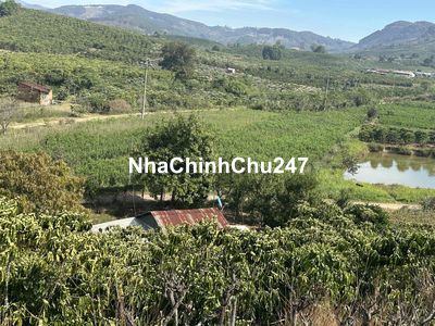 chính chủ cần bán lô đất có nhà ở tạm ,ao cá, vườn cafe