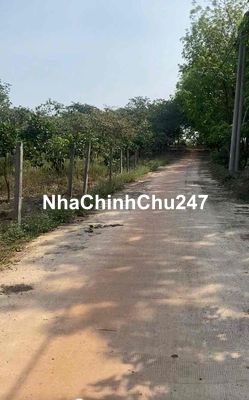 Chính chủ cần bán đất trồng điều