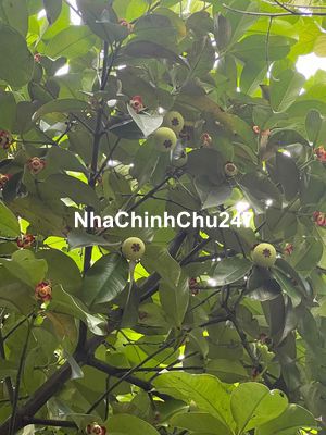 Đất vườn chính chủ có sẵn cây ăn trái