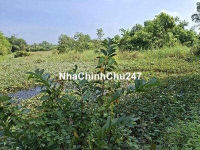 Chủ cần bán 1ha giá rẻ 14ti xã Hưng Long view sông mát mẻ
