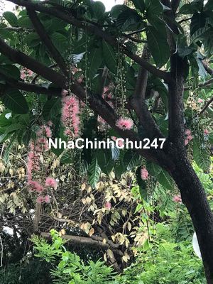 Chính chủ - Bán nhà tại Hoài Đức