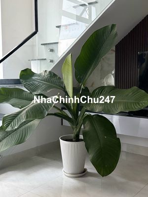 chính chủ bán nhà 3 tầng tại đường trường chinh đà nẵng