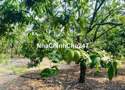 Bán hơn 2Ha đất đang thu hoạch điều lâu năm giáp đường/suối cực đẹp