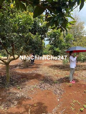 Chủ cần ra gấp miếng vườn cây ăn trái hơn 1 sào