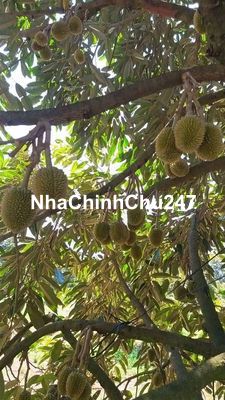 CHÍNH CHỦ CẦN BÁN GẤP VƯỜN SẦU RIÊNG 349tieu