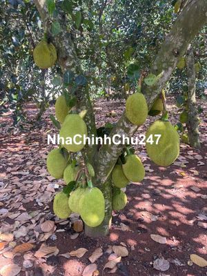 Chủ ngợp ra gấp nền thổ cư full mít