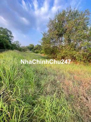 Chủ Bễ Nợ Bán 627m2 Đất Lúa Xã Tân Quý Tây