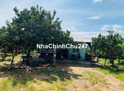 🚨CHỦ CHUYỂN ĐI CẦN BÁN GẤP ĐẤT NHÀ VƯỜN BƯỞI