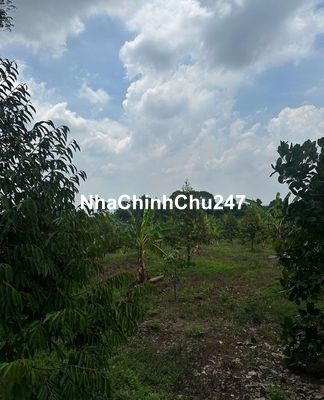 Chủ ngộp bán gấp 1 sào ngang 17m