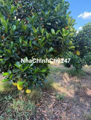 chủ bể nợ bán vườn mít đang thu hoạch 1500m2 chỉ 280tr. gọi em xem