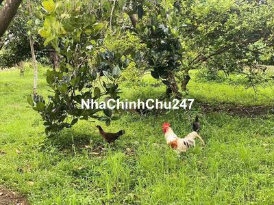 Chủ cần tiền bán gấp 3000m2 sầu riêng giá 600 tr, Đồng Phú, Đồng Nai