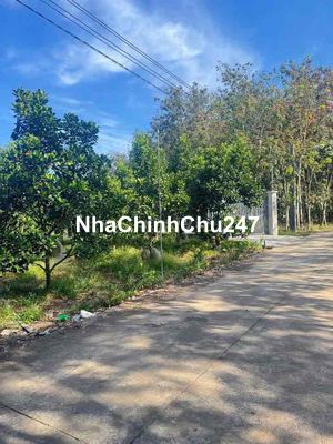 Chủ Cần Bán Nhanh Vườn Mít Trong Tháng