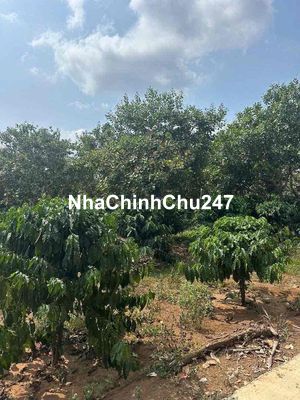 CHỦ KẸT BÁN GẤP 1 SÀO PHỦ HỒNG