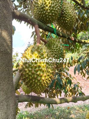 💥 CHỦ BỂ NỢ BÁN GẤP - VƯỜN SẦU RIÊNG 4.651M² VIEW SÔNG BÉ CỰC ĐẸP