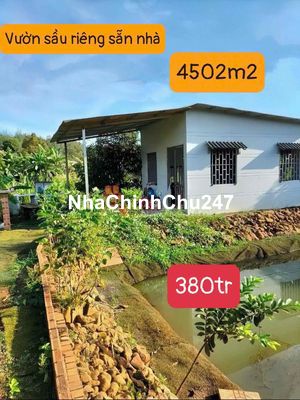 🔥 CHÚ 9 BÁN RẺ LẠI VƯỜN SẦU RIÊNG SẴN NHÀ