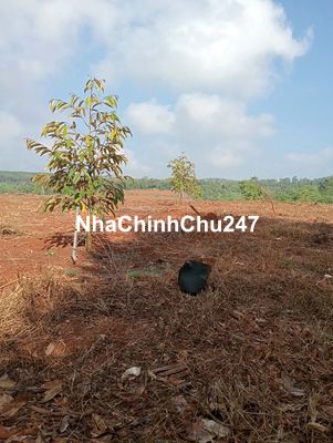 Chính chủ cần bán 16000m2 đất trồng sầu riêng