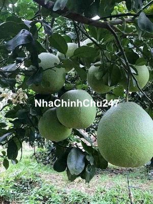 Chính Chủ cần Bán vườn Bưởi - 7100m2 - Sổ sẵn