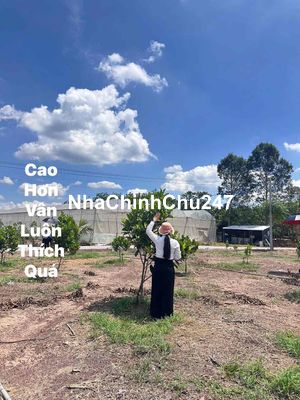 Chủ cần vốn bán gấp đất tặng vườn mít ruột đỏ + Dừa