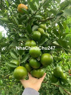 Chủ không sử dụng nên bán