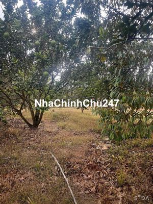 Chủ cần tiền cho con đi xklđ gửi bán mảnh vườn bưởi đang thu hoạch