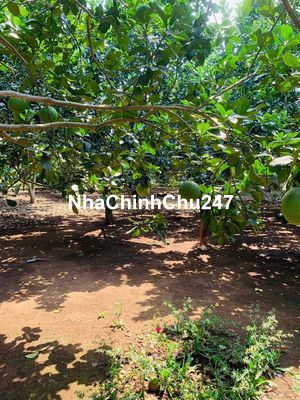 Chính chủ bán đất nhà vườn Đồng Nai ngay đường tỉnh 769 giá rẻ