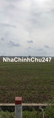 CHÍNH CHỦ BÁN 1.332M² ĐẤT RUỘNG TAM PHƯỚC, LONG ĐIỀN – GIÁ 1 TỶ 3