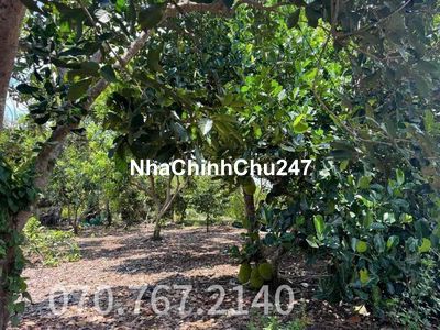 CHÚ TÁM CẦN BÁN GẤP VƯỜN TRÁI CÂY