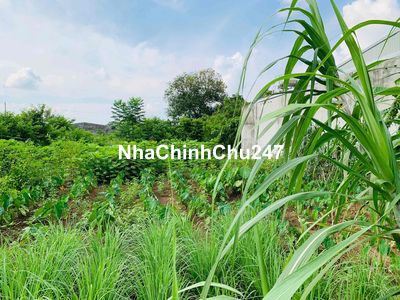 Chính chủ bán lô đất 5x26 sổ riêng gần trường Huỳnh Thúc Kháng