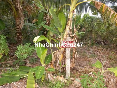 Bán đất thổ cư chính chủ đường huyện lộ nhựa