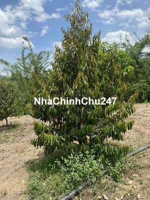 💥 Chính chủ cần bán miếng đất đẹp, có suối quanh đất. Giá rẻ