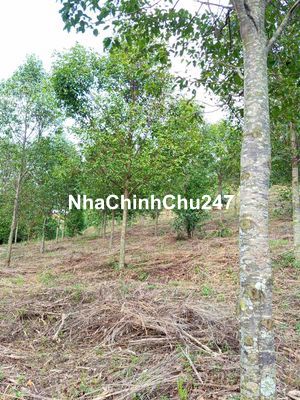 CHÍNH CHỦ BÁN ĐẤT RẪY TRỒNG GỖ SAO – TRÚC SƠN, CƯ JÚT (ĐẮK NÔNG CŨ)